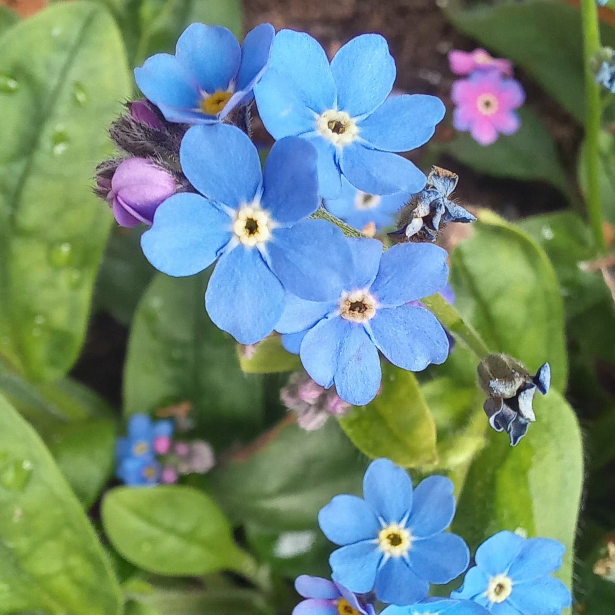 Semi-Shade Tolerant Plants