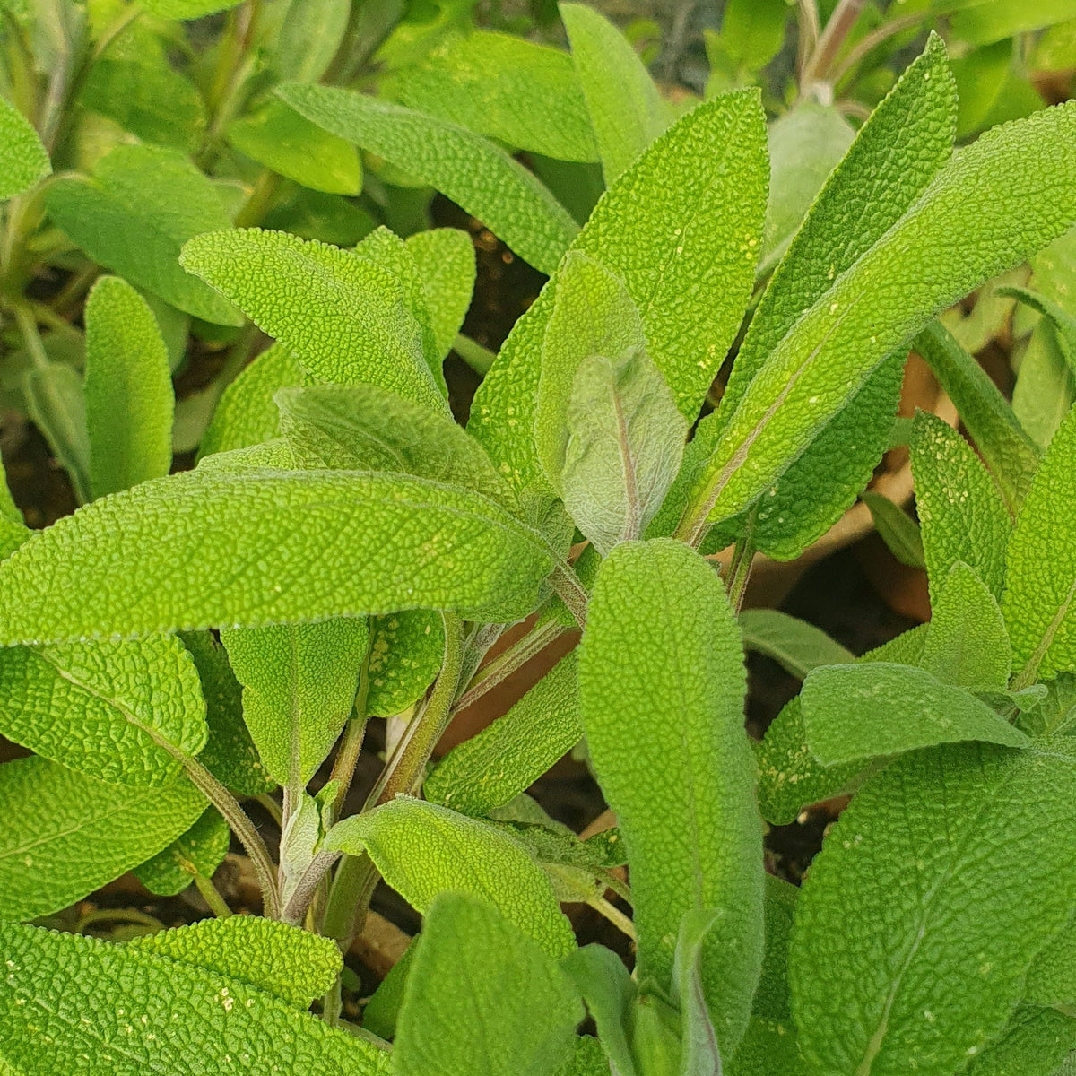 Culinary Herbs