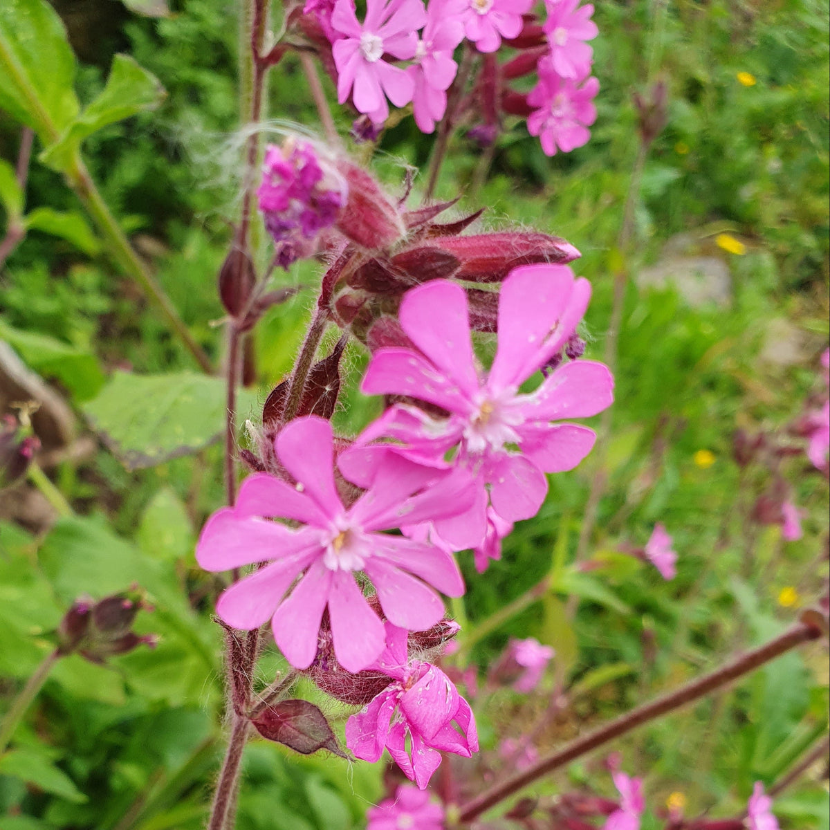 Native Wildflowers