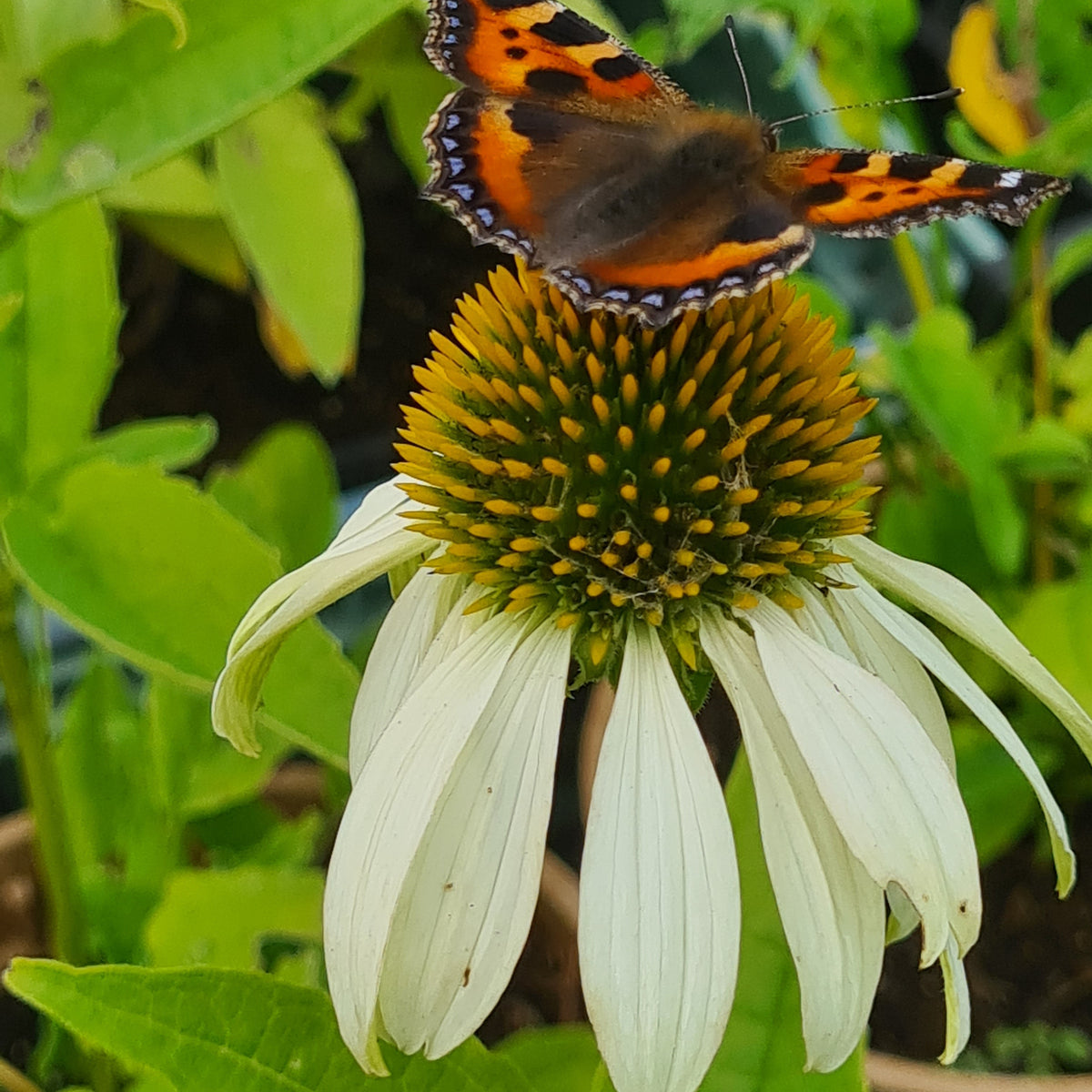 Pollinator Attractors