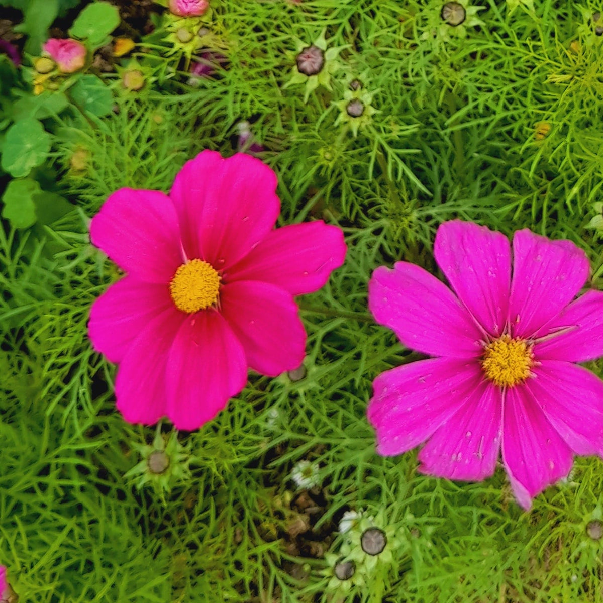 Annual Flowers