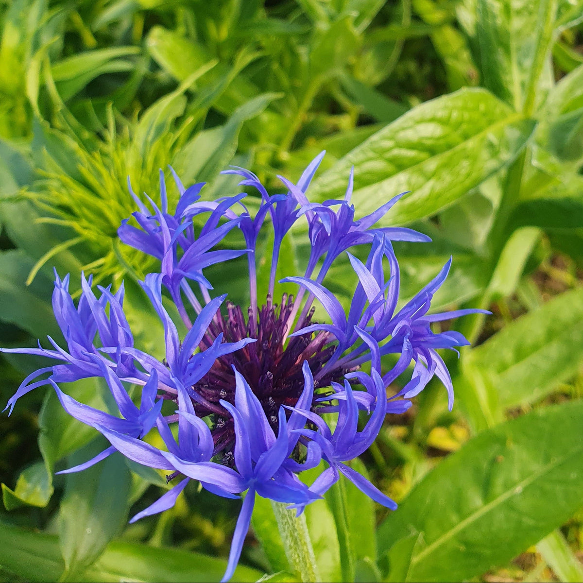 Perennial Flowers